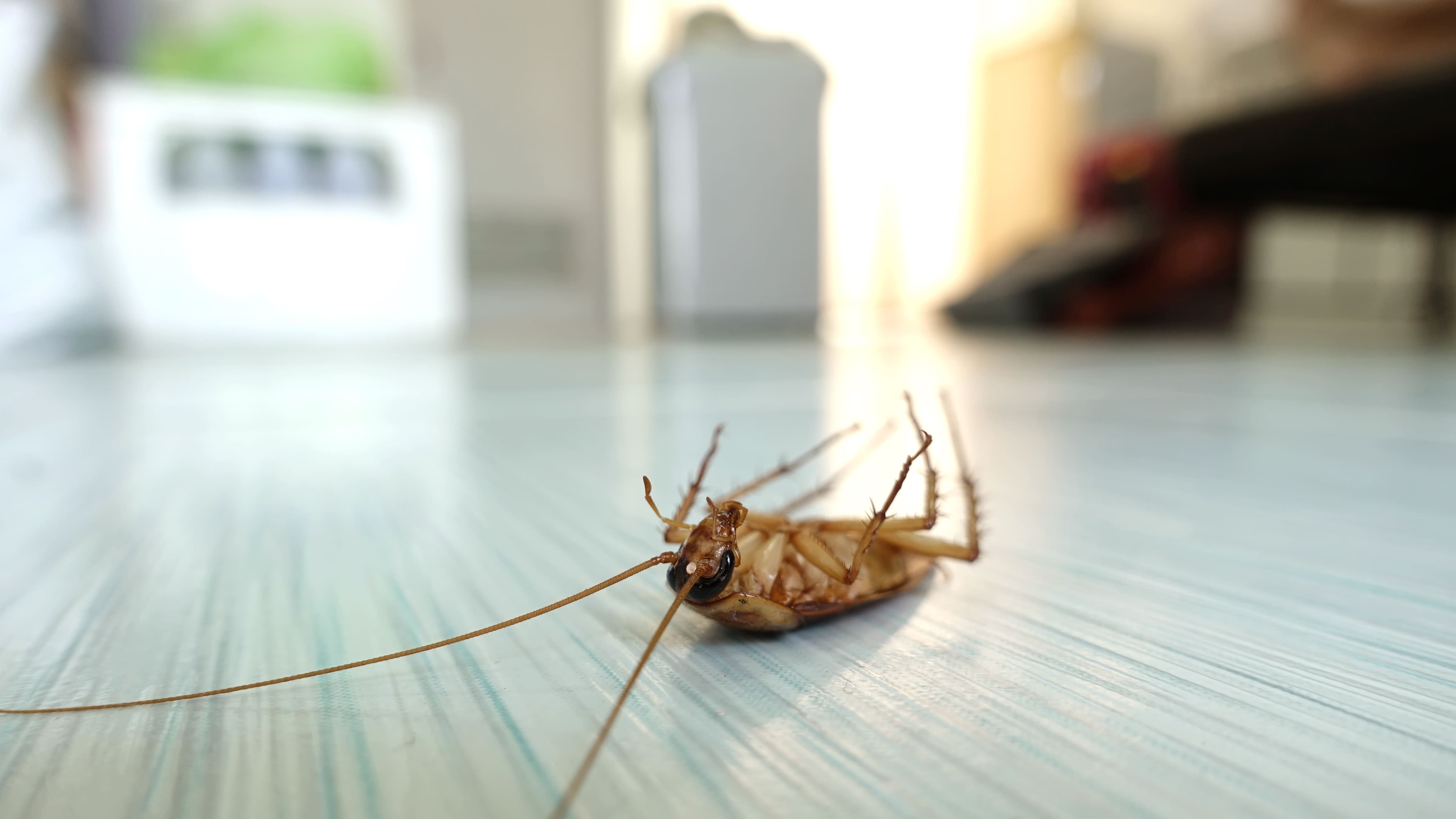 Certaines méthodes naturelles peuvent s’avérer redoutables contre les cafards et blattes