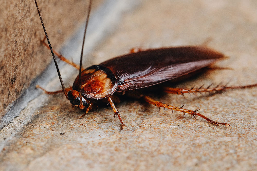 Les cafards et les blattes sont des insectes discrets qui se cachent dans les recoins sombres et humides
