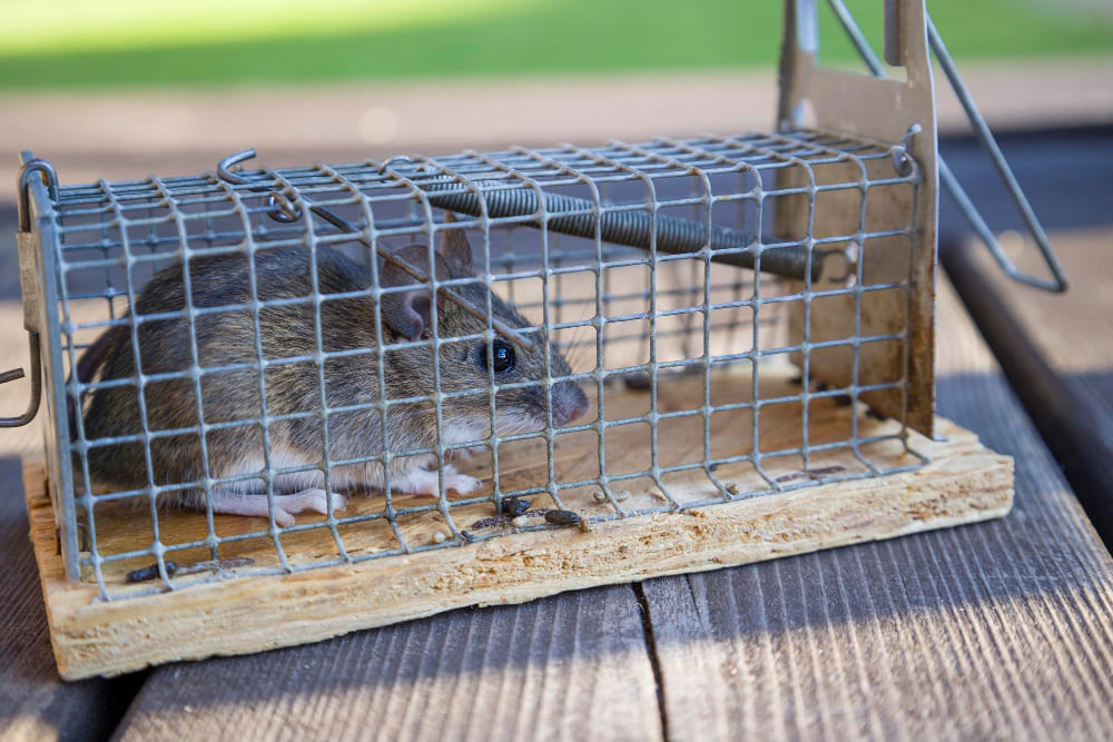 Rat pris dans un piège