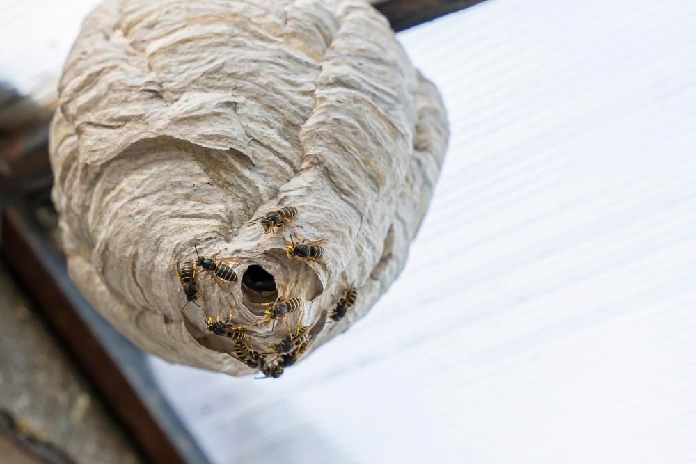 Les nids de guêpes sont souvent suspendus et ont une texture semblable à du papier mâché.