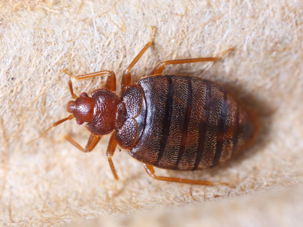 Désinsectisation : Élimination des insectes nuisibles